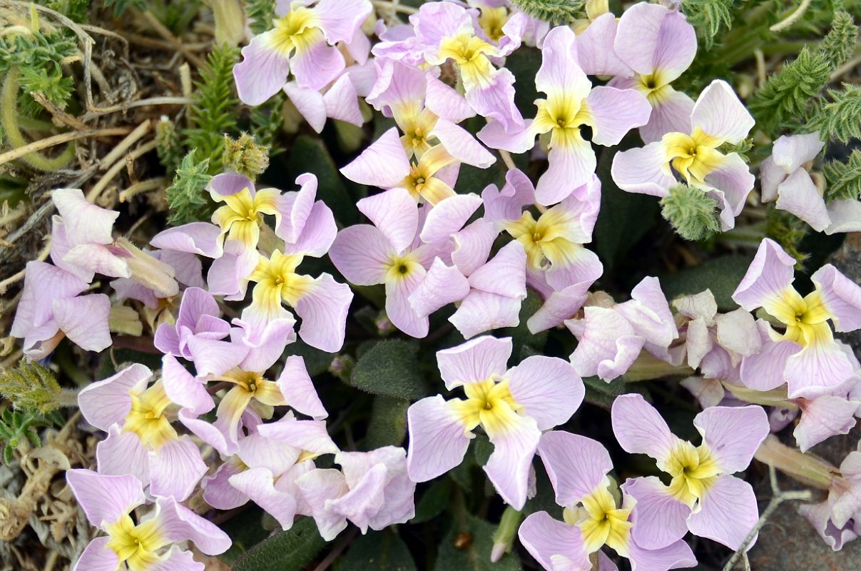 11 Pink Flowers Close Up Near Gasherbrum North Base Camp in China 